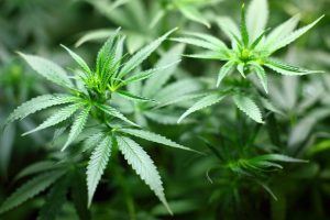 Treating Autism with Medical Marijuana